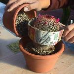 How to transplant a cactus