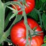 How to patsy tomatoes, video