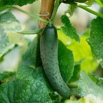How to tie a cucumber correctly How to tie a cucumber correctly