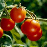How to tie tomatoes correctly How to tie tomatoes correctly