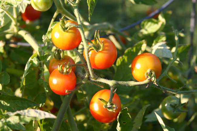 How to tie tomatoes correctly How to tie tomatoes correctly