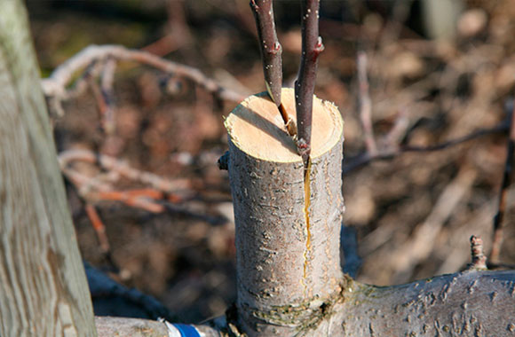 How to properly plant the apple tree - video
