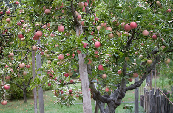 How to properly plant the apple tree - video