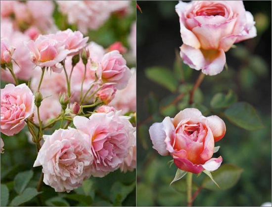 How to plant roses