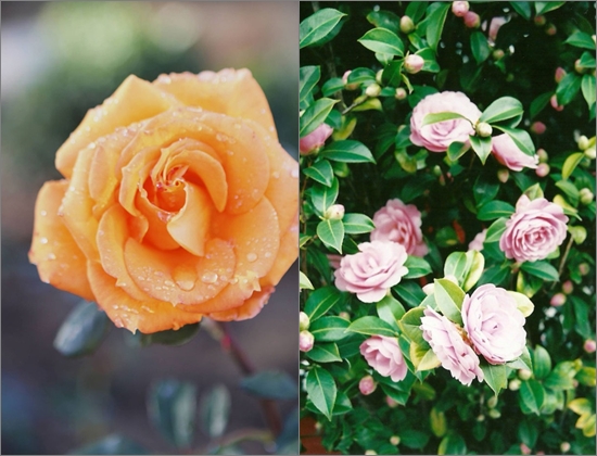 How to plant roses