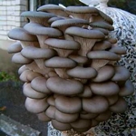 How to grow oyster mushrooms in the home How to grow oyster mushrooms in the home
