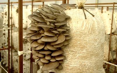 How to grow oyster mushrooms in the home How to grow oyster mushrooms in the home
