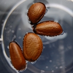 How to properly soak seeds before planting How to properly soak seeds before planting