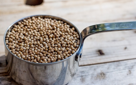 How to properly soak seeds before planting How to properly soak seeds before planting
