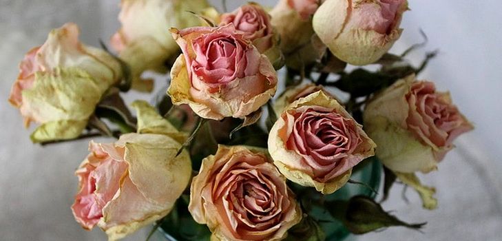 How to dry flowers for a herbarium
