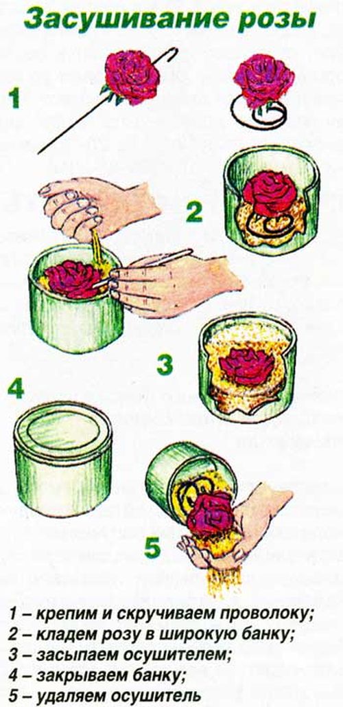 How to dry flowers for a herbarium