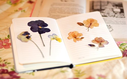 How to dry flowers for a herbarium