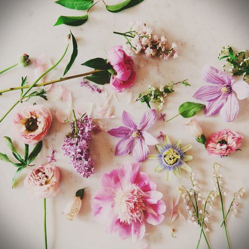 How to dry flowers for a herbarium