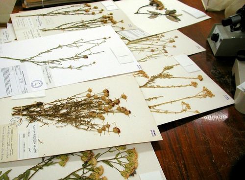 How to dry flowers for a herbarium