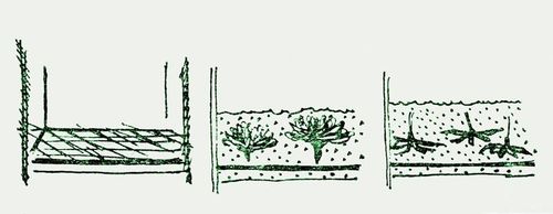 How to dry flowers for a herbarium