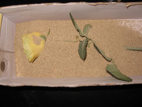 How to dry flowers for a herbarium
