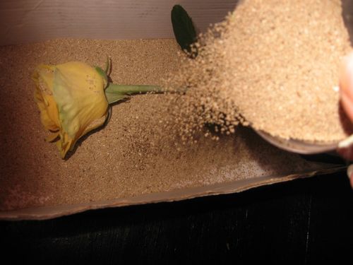 How to dry flowers for a herbarium