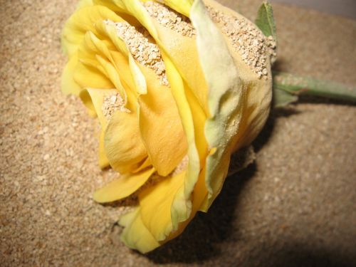 How to dry flowers for a herbarium