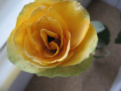 How to dry flowers for a herbarium