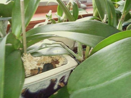 How to propagate an orchid: babies