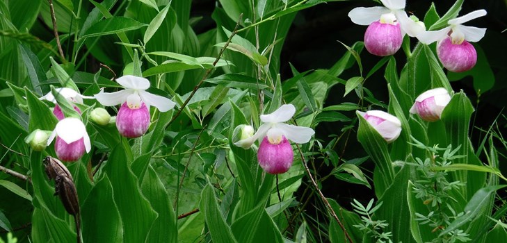 How to propagate an orchid How to propagate an orchid