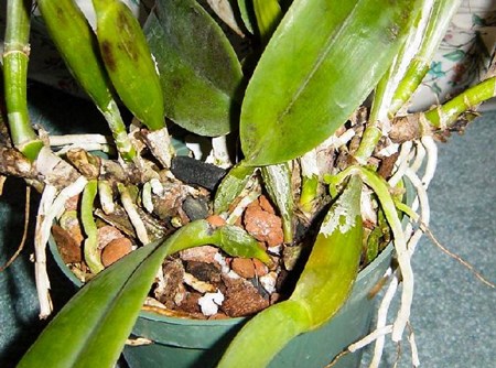 How to propagate an orchid: cuttings
