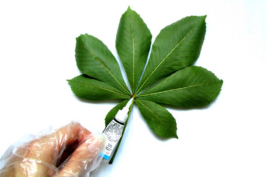 Learning to make a herbarium and an album for him with their own hands