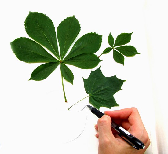 Learning to make a herbarium and an album for him with their own hands