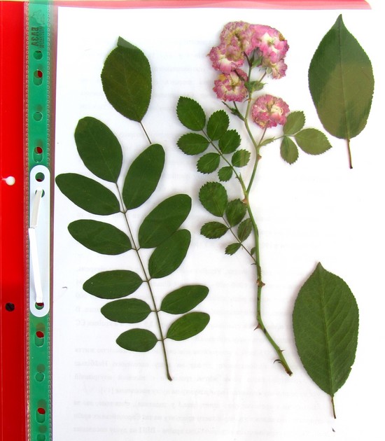 Learning to make a herbarium and an album for him with their own hands