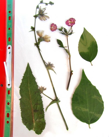 Learning to make a herbarium and an album for him with their own hands