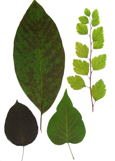 Learning to make a herbarium and an album for him with their own hands