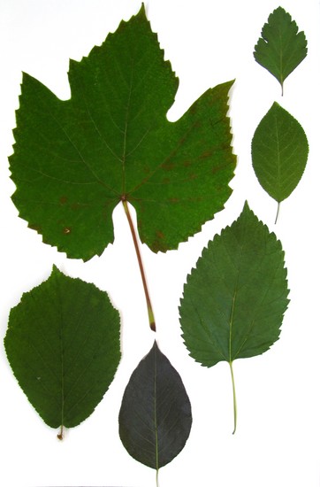 Learning to make a herbarium and an album for him with their own hands