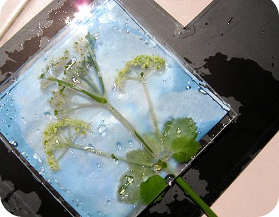 Learning to make a herbarium and an album for him with their own hands