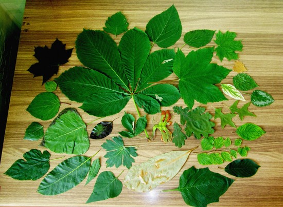 How to make a herbarium with your own hands. Herbarium for the Junior School