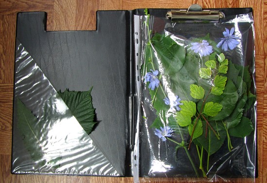 Learning to make a herbarium and an album for him with their own hands