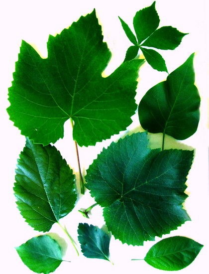 Learning to make a herbarium and an album for him with their own hands