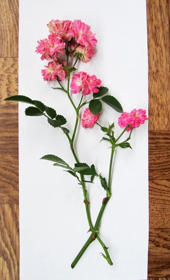 Learning to make a herbarium and an album for him with their own hands