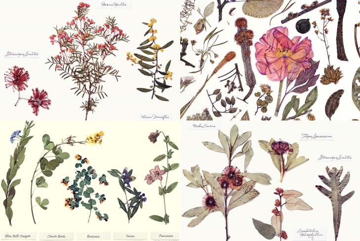 How to make and arrange a herbarium of leaves