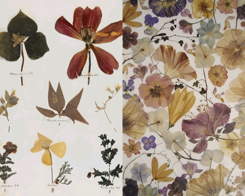How to make and arrange a herbarium of leaves