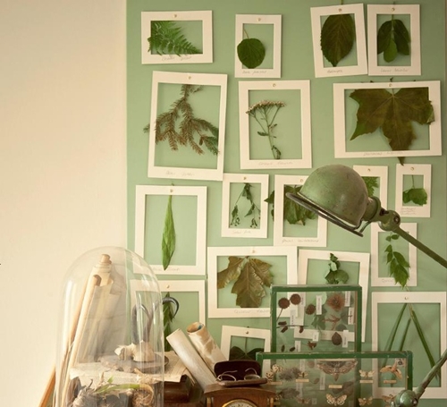 How to make and arrange a herbarium of leaves