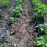 How to make a drip irrigation system with your own hands - video How to make a drip irrigation system with your own hands - video