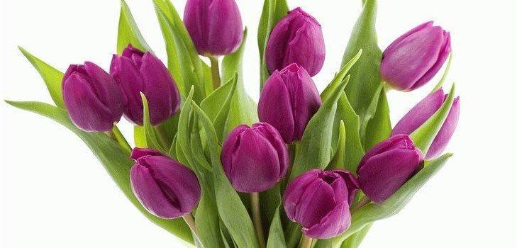 Tulips in the home