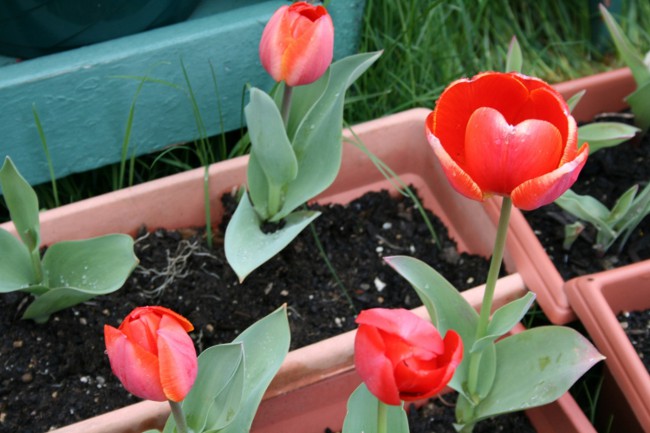 Tulips in the home
