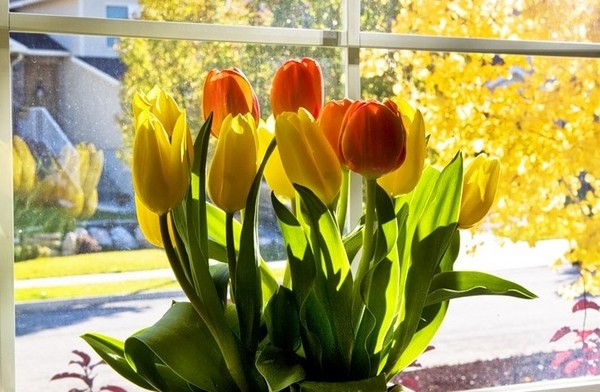 Tulips in the home