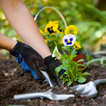How to create a flower garden How to create a flower garden
