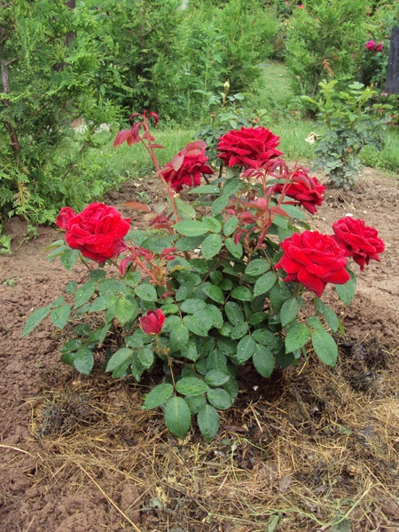 How to fertilize roses: practical advice