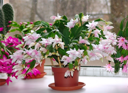 How to care for a Decembrist at home