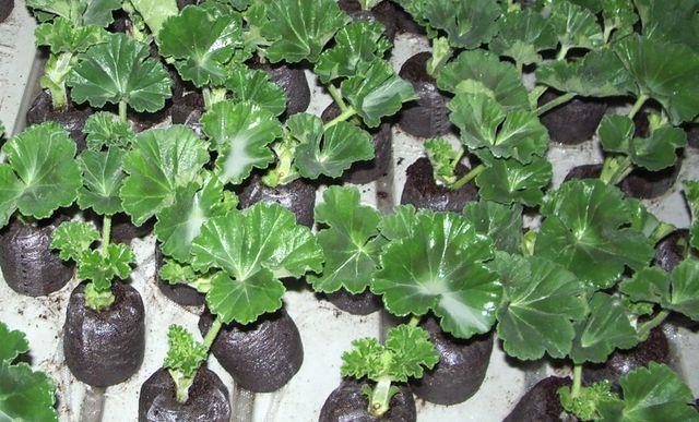Care for geraniums