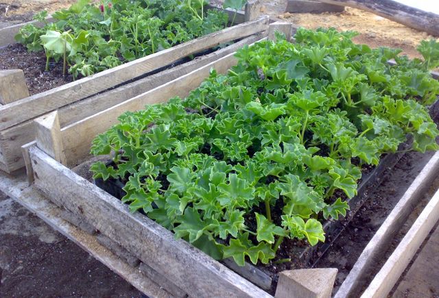 Care for geraniums