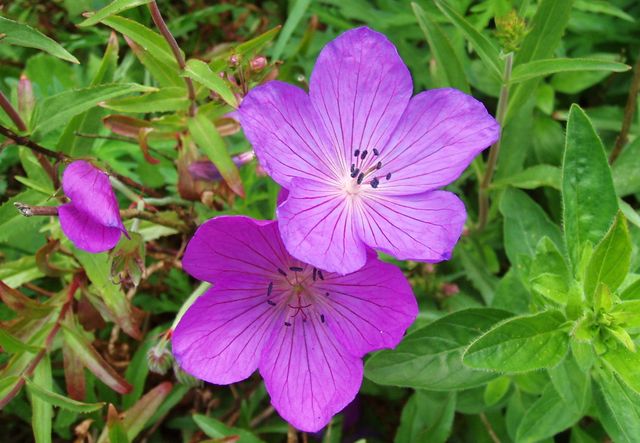 Care for geraniums